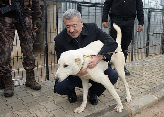 Eskişehir'in Akbaş'ı asayiş köpeği oluyor