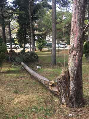 Yunus Emre Devlet Hastanesi yıkılan ağaç