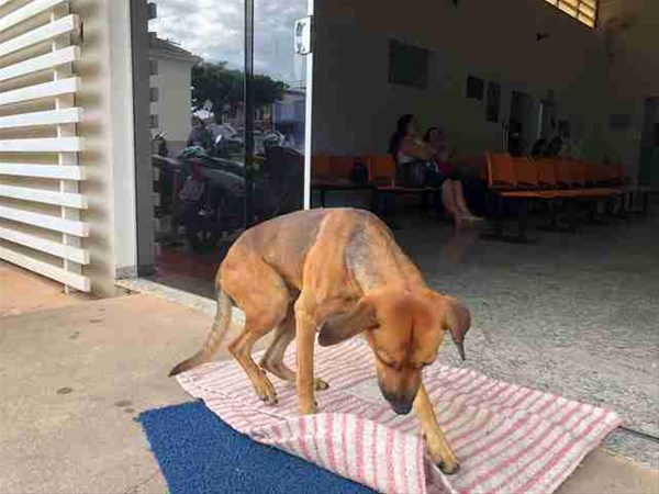 Brezilya’da bir köpeğin ölen sahibini dört aydır sabırla hastane kapısında beklediği belirtildi. Vefalı köpeği fotoğraflayan Cristine Sardella’nın yaptığı paylaşım görenleri duygunlandırıyor. 