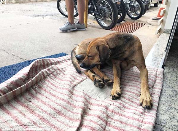 Brezilya'nın Novo Horizonte kentinde, evsiz bir adam dört ay önce bıçaklı saldırıya uğradığı için hastaneye kaldırıldı. Adam ile birlikte sokaklarda yaşayan vefalı köpek ise dostunun bindirildiği ambulansın ardından hastaneye kadar koşarak, giriş kapısında onun dönüşünü beklemeye başladı.