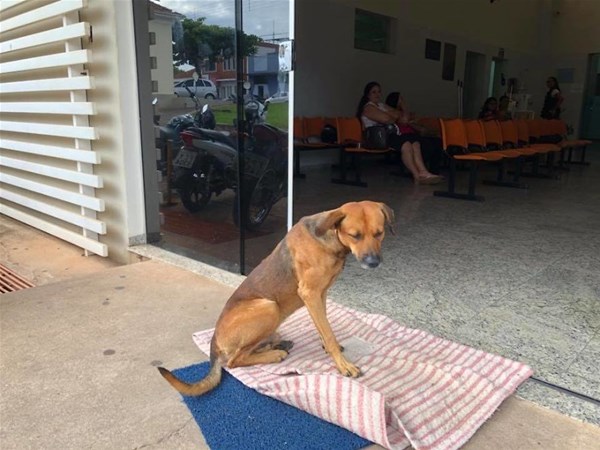Hastane müdürü köpeğin o günden beri hastanenin giriş kapısında beklediğini söyledi. Köpek ile 59 yaşındaki adamın arasındaki derin bağdan etkilen avukat Cristine Sardella hayvanın umutsuz bekleyişini fotoğraflayarak ve yerel gazateye bir röportaj verdi. Sardella, sahibinin geri dönmesi için 4 aydır hastane resepsiyonunn önündeki halıdan ayrılmayan köpeğe yeni bir yuva bulunduğunu açıkladı. Ancak kalbi kırık hayvanın, yeni yerinden 5 kilometre uzaklıkta olsa da hastaneye geri döndüğünü ifade etti.