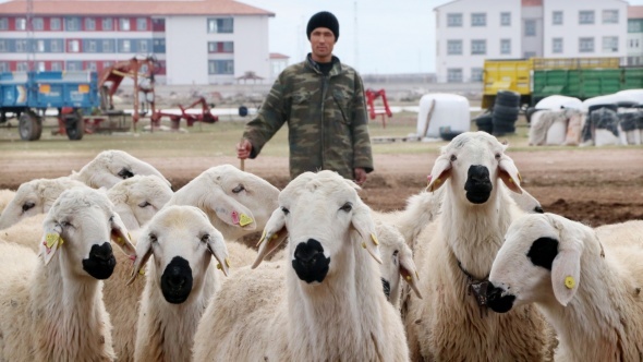 Nüfusunun yüzde 80’inin tarım ve hayvancılıktan geçimini sağladığı Aksaray’da yerli çoban bulamayan üreticiler, Afganistanlı çobanlarla çalışıyor. 3 ile 5 bin TL arasında maaş artı sigorta, ayrıca yiyecek, içecek ve barınma ihtiyaçlarının karşılanmasına rağmen yerli çoban bulamayan üreticiler, kapılarını Afganistanlılara açtı.