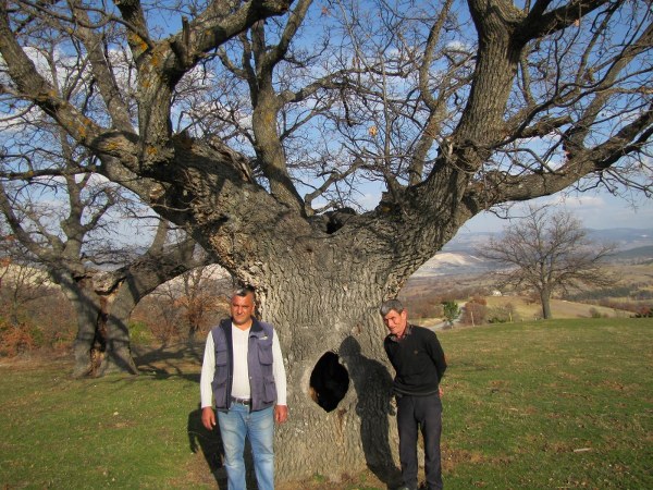 Kütahya'nın Hisarcık ilçesine bağlı Bey köyünde yaklaşık 400 yıllık gövdesi boş meşe ağacı vatandaşların ilgi odağı haline geldi. 