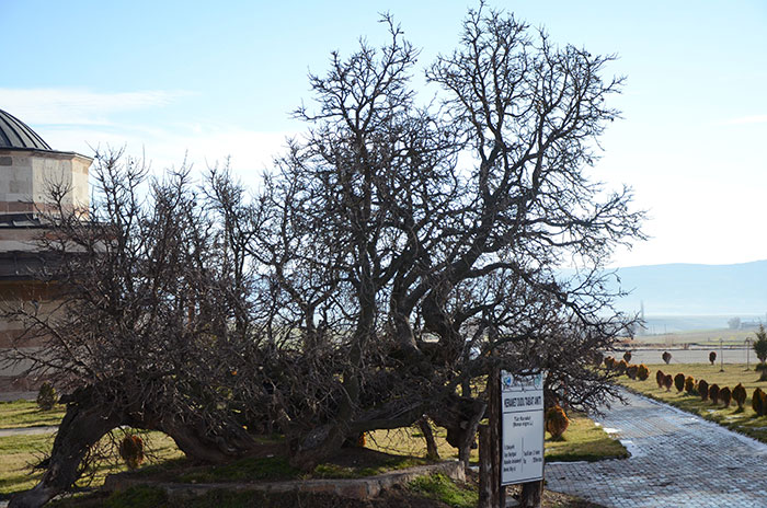 Eskişehir'de bulunan ve yapılan incelemeler sonucu 850 yaşında olduğu tahmin edilen karadut ağacı, yüzyıllar geçmesine rağmen meyve vermeye devam ediyor.