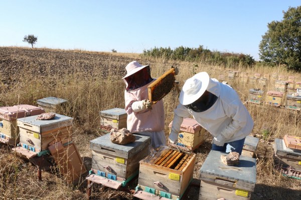 Arılarla ilgilenmeye başladıktan bir süre sonra korkularını yenen Tuna, 5 yıl önce 4 kovanla başladığı arıcılık sektöründe şu an 60 kovanda binlerce arı ile yılda yaklaşık 750 kilo organik bal üretimi yapıyor. Eşi ve çocuklarının desteğiyle hemen her gün arılarıyla ilgilenen kadın girişimci, bir zamanlar fobisi olan arılar üzerinden para kazanıyor.