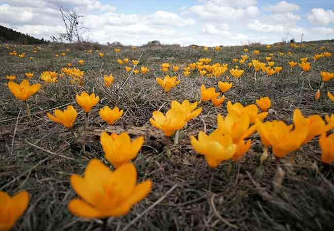 Henüz yeni yeni bahar mevsimine girilmesine, birçok bölgede kışın etkisinin sürmesine rağmen yalancı bahar havasından etkilenerek açan haberci çiçekler objektiflere canlı renkleriyle yansıdı.