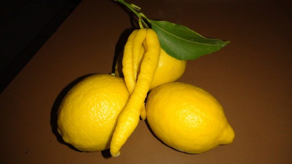 Erhan Nizamoğlu, bahçeye limon toplamaya gittiğini belirterek, “Limon toplarken ağaçta biber olduğunu fark ettim. Biraz inceledikten sonra biber görünümlü limon olduğunu fark ettim. Şaşırdım. Tadına baktık biber görünümlü limon, Allah’ın hikmeti işte” dedi. 