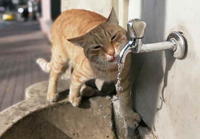 Çeşmeden su içen akıllı kedi ilgi odağı oldu.