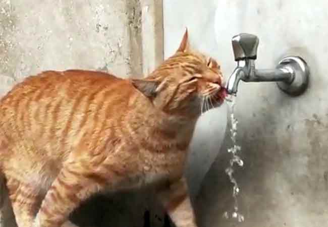 Mahallelinin 'Portakal' diye hitap ettiği kedinin, çeşmeden başka hiç bir yerden su içmemesi dikkat çekiyor.