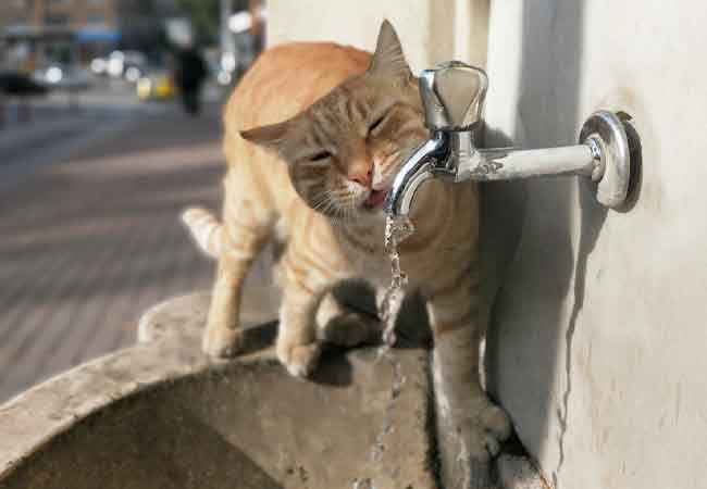 Bursa'da çeşmeden su içmek için mahallenin çay ocağına gelen kedi, daha sonra çeşmenin başına gidiyor.