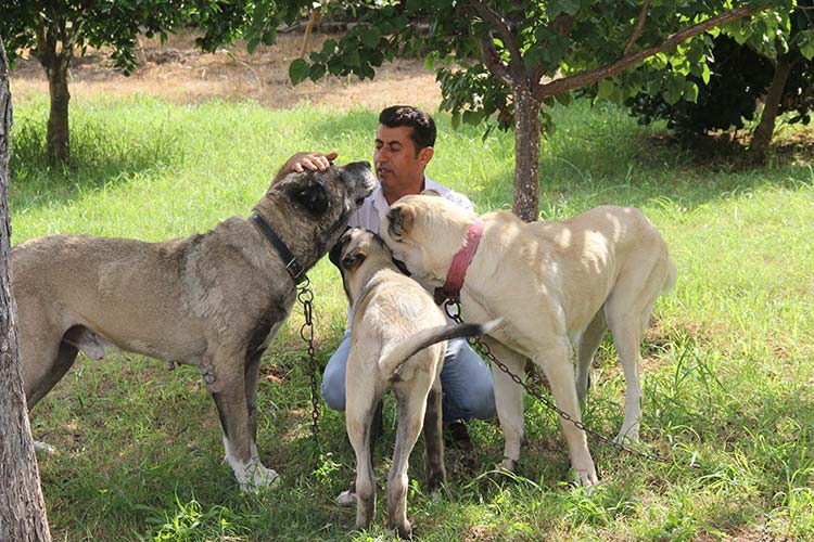 Adana'da bir şirketin Pazarlama Müdürü İlhan İlbey, 10 gündür kayıp olan Kangal cinsi köpeğini bulana Antalya'da bir hafta tatil, isterse köpeklerin yavrusundan ikisini ya da 5 bin lira para ödülü vereceğini söyledi. 