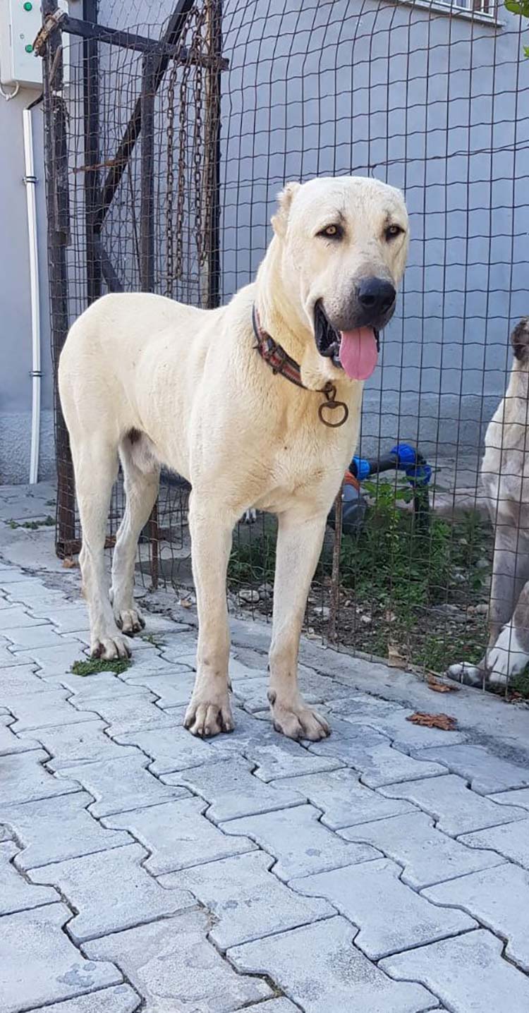 Adana'da bir şirketin Pazarlama Müdürü İlhan İlbey, 10 gündür kayıp olan Kangal cinsi köpeğini bulana Antalya'da bir hafta tatil, isterse köpeklerin yavrusundan ikisini ya da 5 bin lira para ödülü vereceğini söyledi. 