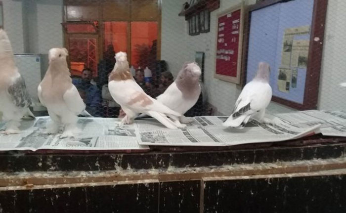 Düzenlenen mezatta Eskişehir, Bilecik, İzmit ve Bursa'dan gelen güvercin sevenler katıldı. 