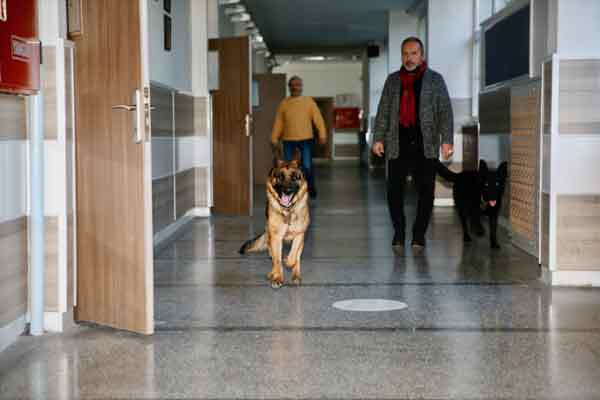 Okuldaki can dostların hikayesi, müdür yardımcısı Mustafa Yetim'in 5 yıl önce okula kendisine ait kurt köpeğini öğrencilerin sevmesi için getirmesiyle başladı. Hayvanları çok seven ve köpek sahiplenmek isteyen öğrencilerini kırmayan Yetim, okula yavru köpek getirdi.