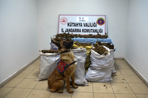 Ekipler, narkotik köpeği "Mola"nın da kullanıldığı operasyonda, kurutulmak üzere evin odalarının zeminine, eşyaların üzerine serilmiş ve tavana asılmış 38 kilogram esrar buldu.