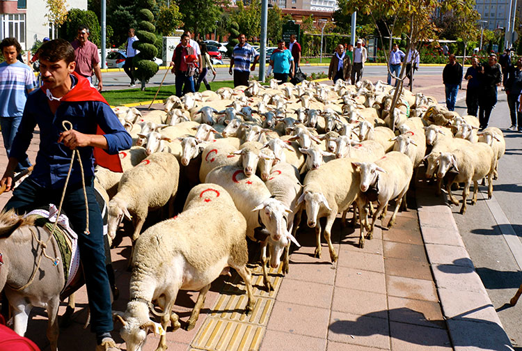Eskişehir merkez Tepebaşı ilçe Belediyesi tarafından bu yıl 3'üncüsü düzenlenen Küçükbaş Çoban Festivali kapsamında küçükbaş hayvan sürüsü, vatandaşların meraklı bakışları altında kent merkezinde yürütüldü. 