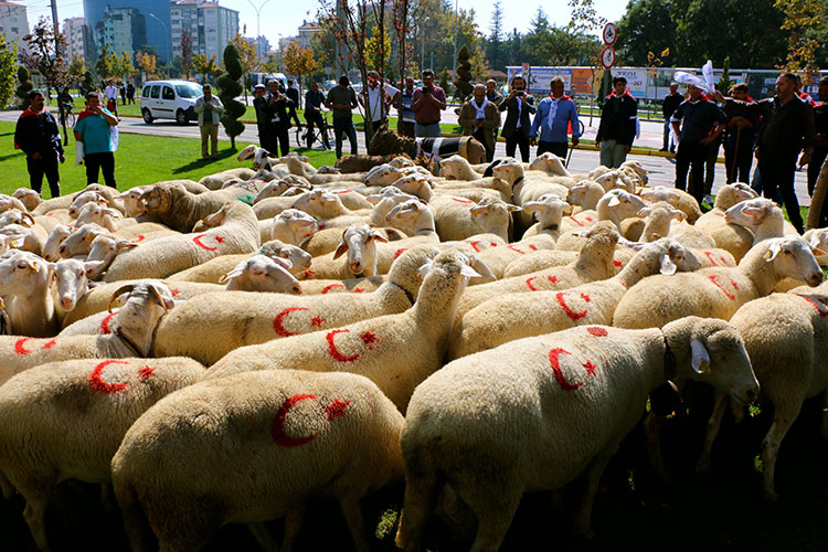 Eskişehir merkez Tepebaşı ilçe Belediyesi tarafından bu yıl 3'üncüsü düzenlenen Küçükbaş Çoban Festivali kapsamında küçükbaş hayvan sürüsü, vatandaşların meraklı bakışları altında kent merkezinde yürütüldü. 