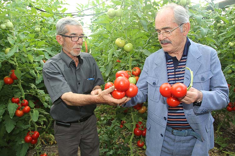 Büyükşehir Belediyesi’nin İç Anadolu’nun Çukurova’sı sayılan Sarıcakaya ve Mihalgazi’de geçtiğimiz Nisan ayında dağıttığı 263 bin domates fidesinden bereket fışkırdı.