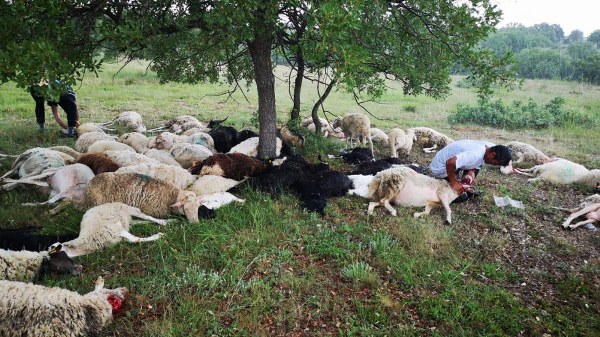 Korunmak için bir ağacın altında toplanan 55 koyunun üzerine yıldırım düşmesi üzerine hayvanlar telef oldu.