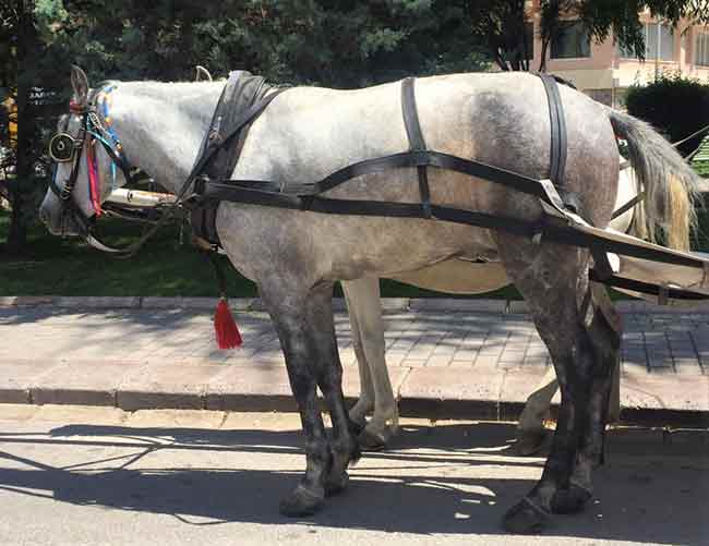 Atların doğal yaşamlarına bırakılması gerektiğini savunan vatandaşlar, elektrikli faytonculuğa geçilmesini ya da faytonların kaldırılmasını istiyor. 