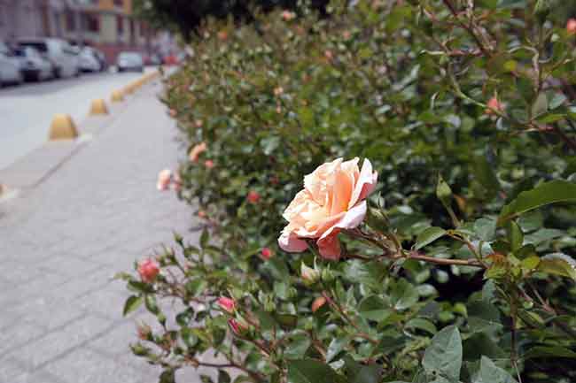 Eskişehir’de mayıs ayının son günlerinde farklı renklerde açan güller güzellikleriyle göz dolduruyor.
