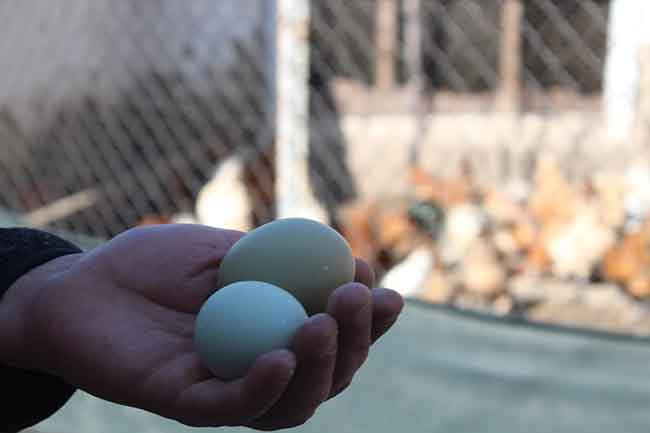 Mavi ve yeşil renkteki yumurtalar görenleri kendine hayran bırakırken faydalarıyla da dikkat çekiyor. Günlük hayatta protein ihtiyacımızı karşılayan önemli besin kaynaklarından olan yumurtanın farklı renkleri de bulunuyor. Türkiye’de alışık olunan kahverengi ve beyaz yumurtaların dışında yurtdışından getirilen farklı tavuk türleriyle elde edilen mavi ve yeşil yumurta görenlerde merak uyandırıyor.
