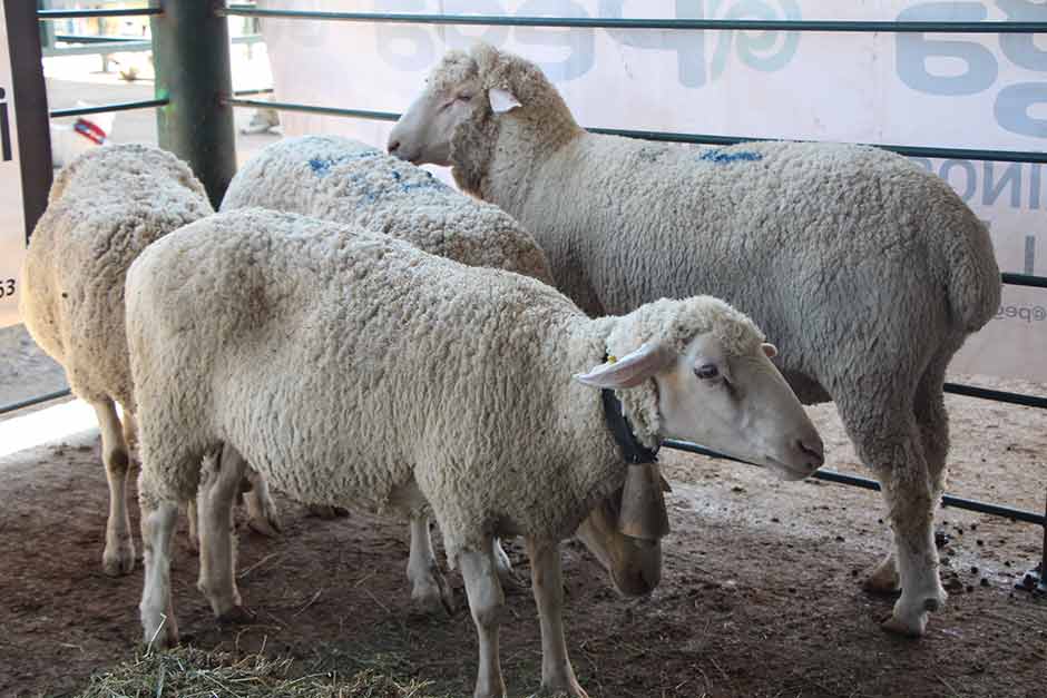 Eskişehir Tepebaşı Belediyesi tarafından bu yıl 3'üncüsü düzenlenen Küçükbaş Çoban Festivali kapsamında çobanlar, küçükbaş hayvanları ve çoban köpekleri ile Muttalip Mahallesi hayvan pazarında buluştu.