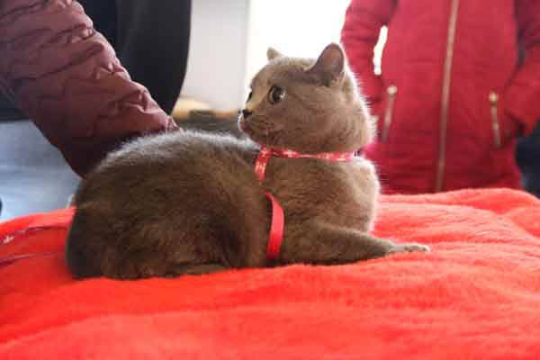 Kedileri sevdirmek ve kedi bakımını teşvik etmek amacıyla düzenlenen yarışmada jüri üyeleri en güzel kedileri belirledi.