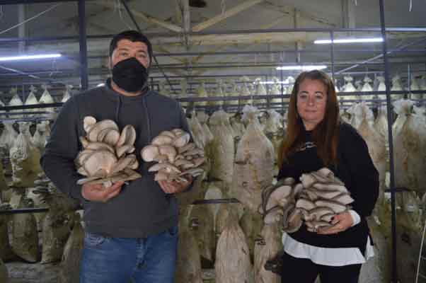 Özlem Çınar, bir ortak bularak Aşağısöğütönü mahallesinde bir mantar üretim tesisi kurdu ve pamukla mantar üretmeye başladı.