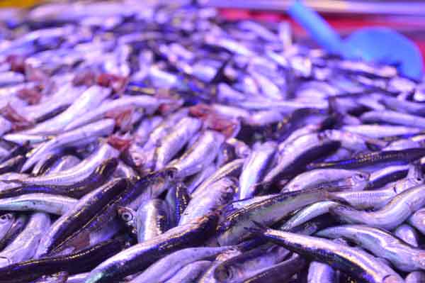 Ayrıca balık çarşısı dışındaki balık satıcılarında hamsinin 50 liraya satılması ayrı bir tartışma konusu oldu.