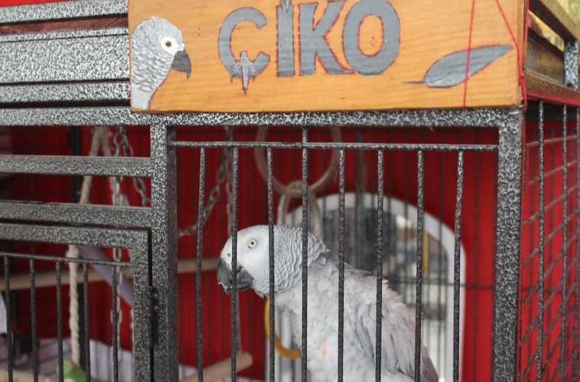 Eskişehir'de bir esnaf, işletmesinde beslediği ‘Çiko' adını verdiği papağanın ilginç özelliklerini anlatırken, gelen yüksek miktarda satış tekliflerini de geri çevirdiğini söyledi.