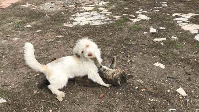 Eskişehir’in Takmak Mahallesi’nde bulunan bir evin bahçesindeki yavru kedi ve köpeğin birbirleriyle oynadığı anlar hem şaşırttı hem de gülümsetti