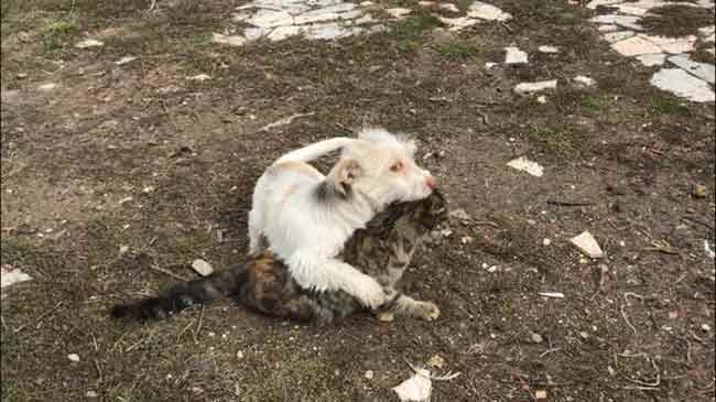 Eskişehir’de bir evin bahçesinde yaşayan yavru kedi ve köpeğin dostluğu görenleri gülümseterek adeta içini ısıttı.