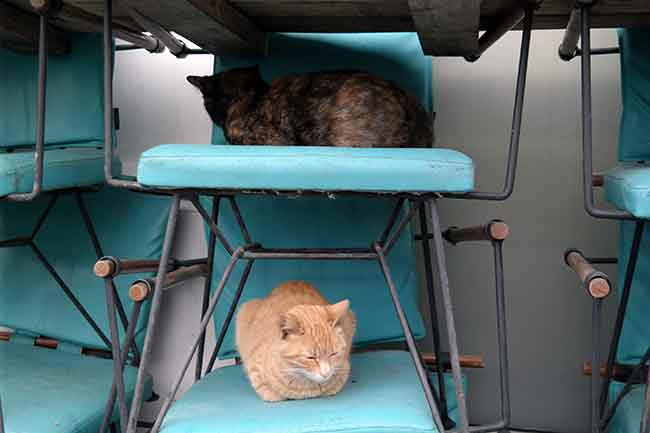 Kafenin içerisine girmelerinin yanı sıra üst üste dizilen ve kullanılmayan sandalyelerin üzerine yatan kediler, görenlerin içini ısıtan görüntüler oluşturdu.