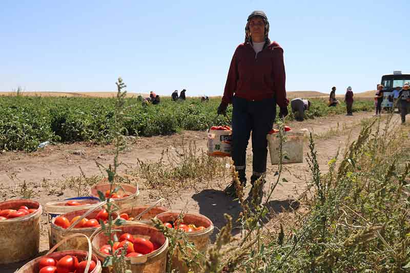 240 dönümlük arazisine domates ektiğini kaydeden Hüseyin Çınar, üretici yerine aracıların para kazandığını vurguladı. Kuraklıkla mücadele ederken yüksek verim yakalamaya çalıştıklarını belirten Çınar:
