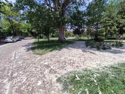 Eskişehir’de rüzgârın etkisiyle taşınan polenler, kentin meşhur parklarından Kanlıkavak Parkı’ndaki...