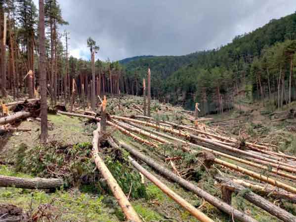 Konu ile ilgili edinilen bilgiye göre, 27 Mayıs tarihinde Çatacık ormanlarına vuran hortum afeti nedeniyle ağaç devirip bölgedeki yürüme yollarını blok ederek vatandaşları zorluk yaşatıyordu. 