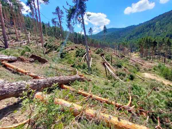 Konuyla ilgili çalışma başlatan Çatacık Orman İşletme Müdürlüğü ekipleri, yaklaşık 6 hektar alanın tamamında ağaçların kökünden devrildiğini, devrilmeyenlerin ise kırıldığını tespit etti.