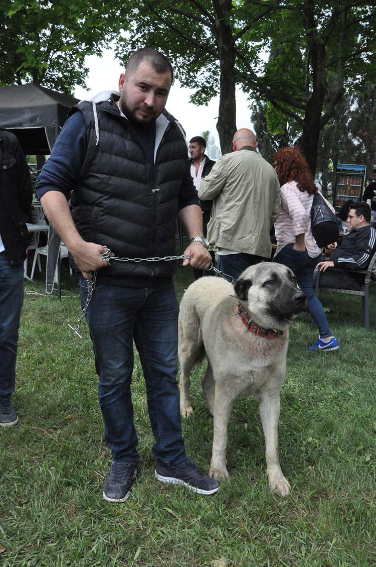 Köpekler Eskişehir'de yarışıyor. 26-27 Mayıs tarihleri arasında gerçekleştirilen "Ulusal Irk Standarları Yarışması" Osmangazi Üniversitesi Meşelik Kampüsünde gerçekleştiriliyor.