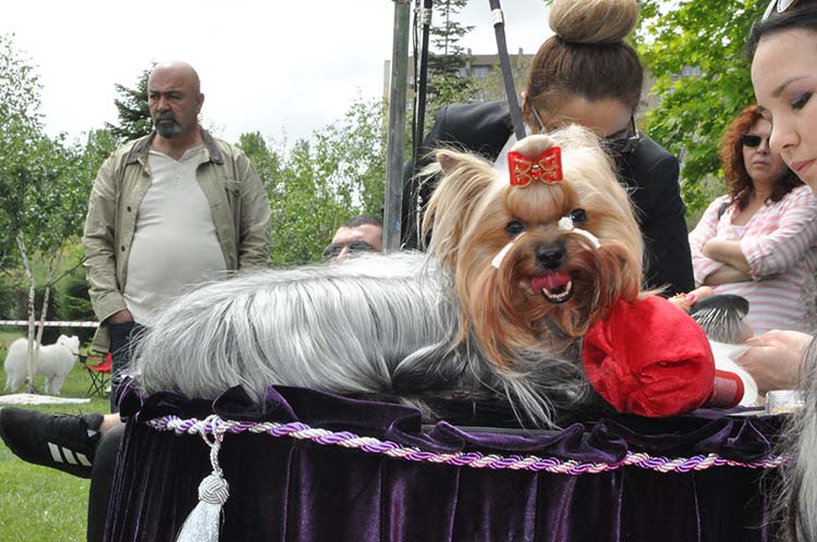 Köpekler Eskişehir'de yarışıyor. 26-27 Mayıs tarihleri arasında gerçekleştirilen "Ulusal Irk Standarları Yarışması" Osmangazi Üniversitesi Meşelik Kampüsünde gerçekleştiriliyor.