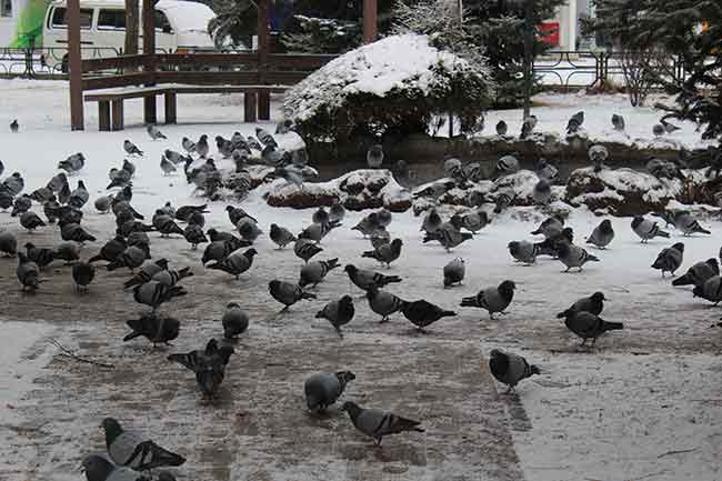 Covid-19 pandemisi dolayısıyla sokağa çıkma yasağının uygulandığı hafta sonu günlerinde kar yağışının keyfini çıkarmak sokak hayvanlarına kaldı.