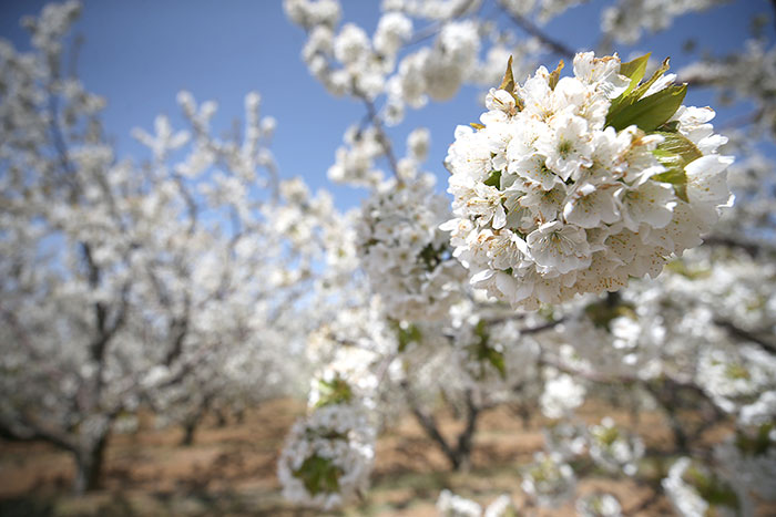 Eskişehir'in Mihalıççık ilçesinin en önemli geçim kaynağı kiraz ağaçları, beyaz çiçekleriyle adeta görsel şölen sunarken, üreticide de yüksek rekolte beklentisi yarattı. 
