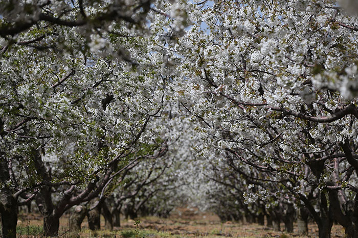 Eskişehir'in Mihalıççık ilçesinin en önemli geçim kaynağı kiraz ağaçları, beyaz çiçekleriyle adeta görsel şölen sunarken, üreticide de yüksek rekolte beklentisi yarattı. 