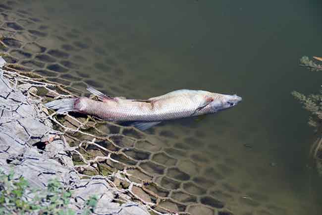 Eskişehir’in en önemli su kaynağı olan ve farklı türden çok sayıda balığı barındıran Porsuk Çayı’nda balık ölümleri yaşandı