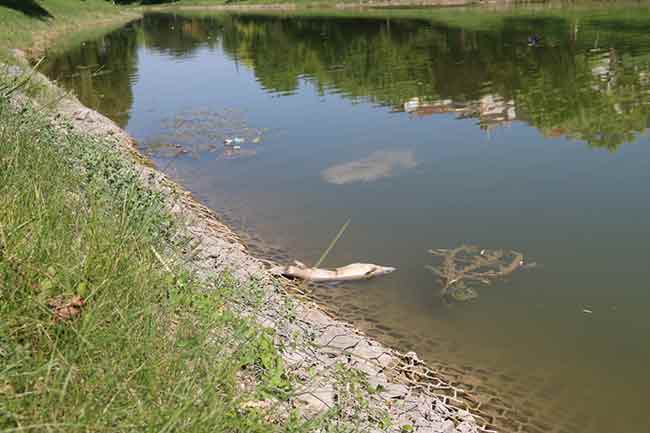 Çayın Kent Park’tan geçen bölümünde ölü balıklar su yüzüne vurdu