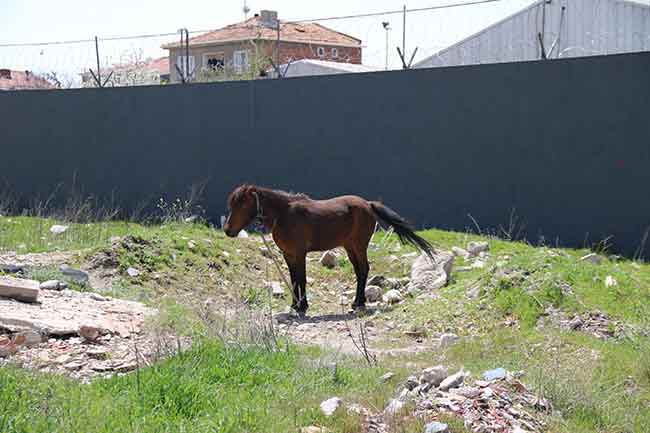 Trafikte birçok kazaya neden olan atlar, mahallede yer alan yolları kullanmak zorunda kalan sürücüleri tedirgin ediyor. 