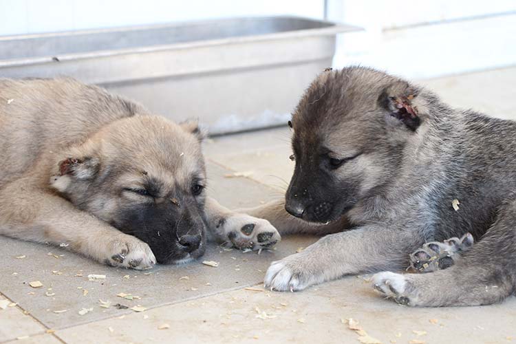 Eskişehir’de kişi veya kişiler, yeni doğmuş 8 köpek yavrusunun kulaklarını kesip gece yarısı hayvan barınağının önüne bıraktılar. 