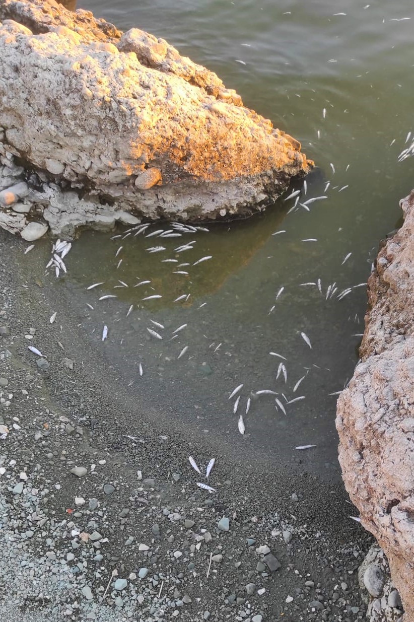 Eskişehir’in Mihallıççık ilçesi ile Ankara’nın Nallıhan ilçesi sınırlarında bulunan Sarıyar Barajı’nın bazı noktalarında çok sayıda ölü balık görüldü.