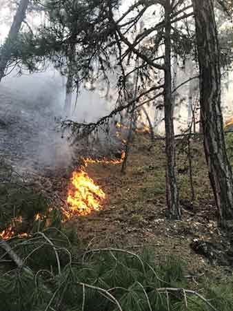 Alınan bilgiye göre, Mihalıççık ilçesi Kavak Mahallesi Kozlu Yayla mevkiinde bulunan ormanda yıldırım düşmesi sonrasında yangın meydana geldi. Karaçam ormanındaki yangına 10 arazöz, 3 su tankeri, 6 ilk müdahale aracı, 40 yangın işçisi ve civar köylerden gelen 50 vatandaş ile müdahale edildi.