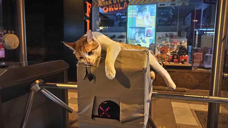 Eskişehir’in kent ulaşımının en yoğun tramvay duraklarından Çarşı durağının bilet okutulduğunda açılan turnikelere uzanan sevimli kedi, insanların büyük ilgisini çekti.